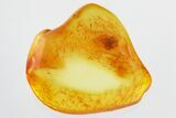 Detailed Fossil Spider (Araneae) In Baltic Amber #325436-1